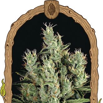 Tangerine Band (Exotic Seed) feminizovan&aacute;