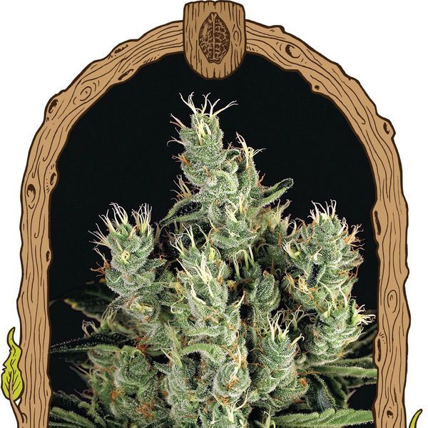 Tangerine Band (Exotic Seed) feminizovaná