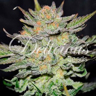 Blue Ace CBD Auto (Delicious Seeds) feminizovan&aacute;