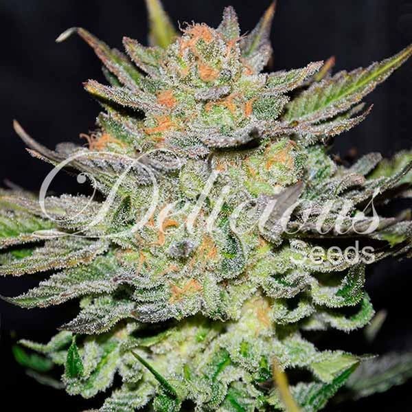 Blue Ace CBD Auto (Delicious Seeds) feminizovaná