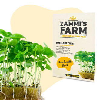 Semena kl&iacute;čků bazalky (Ocimum basilicum)