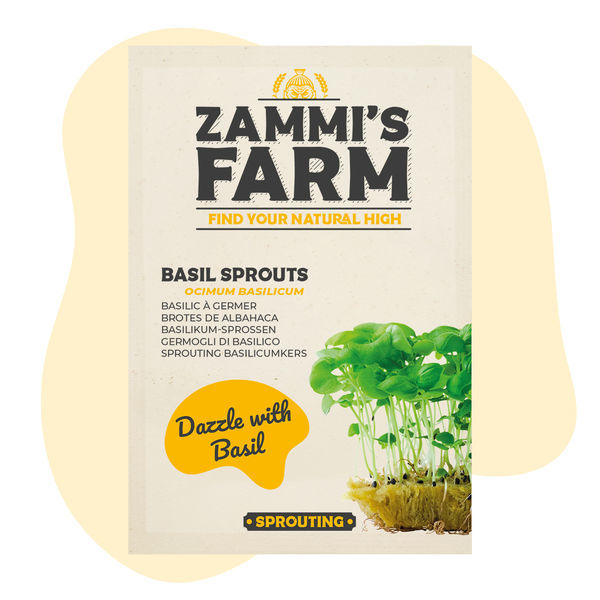 Semena klíčků bazalky (Ocimum basilicum)