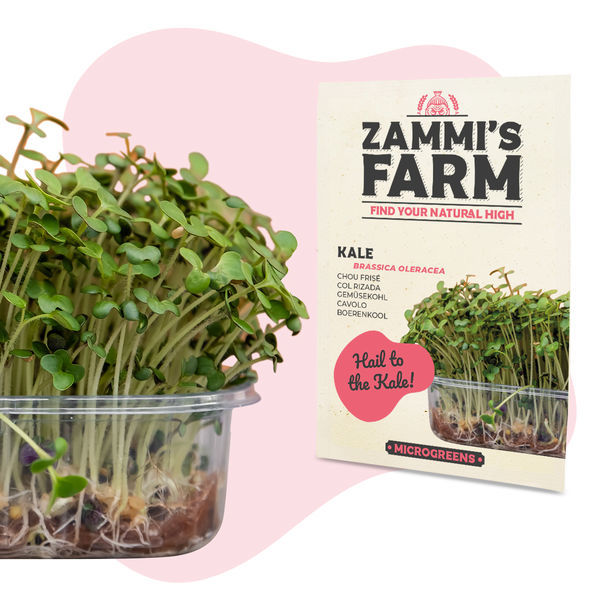 Microgreens kapusta (Brassica oleracea) – semena