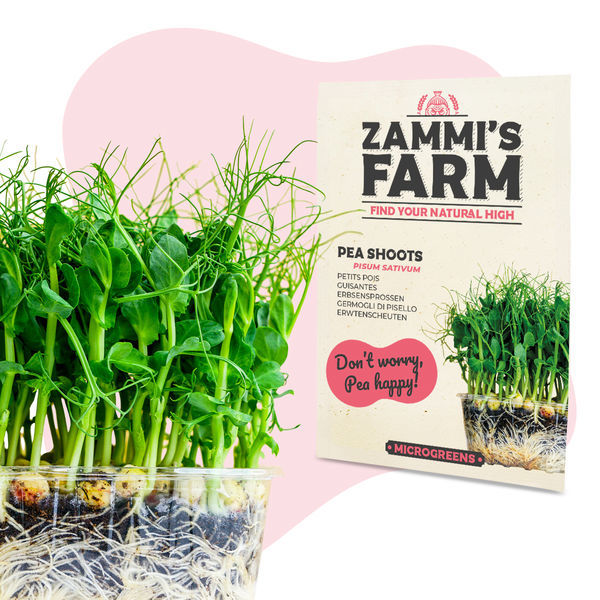 Mikrozelenina – výhonky hrachu (Pisum sativum) – semena