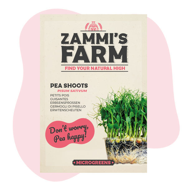 Mikrozelenina – výhonky hrachu (Pisum sativum) – semena