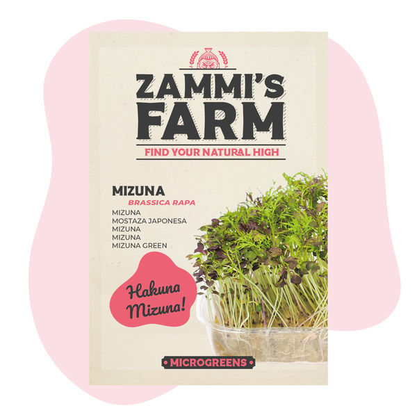 Semena microgreens mizuna (Brassica rapa)