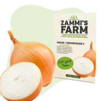 Cibule &ndash; Rijnsburger 5 (Allium cepa) semena