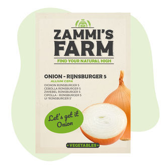 Cibule – Rijnsburger 5 (Allium cepa) semena