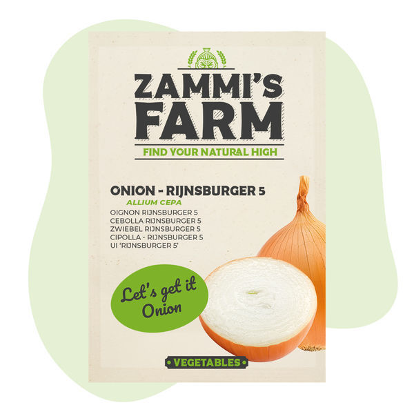 Cibule – Rijnsburger 5 (Allium cepa) semena