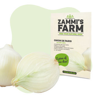 Cibule Paris (Allium cepa) semena