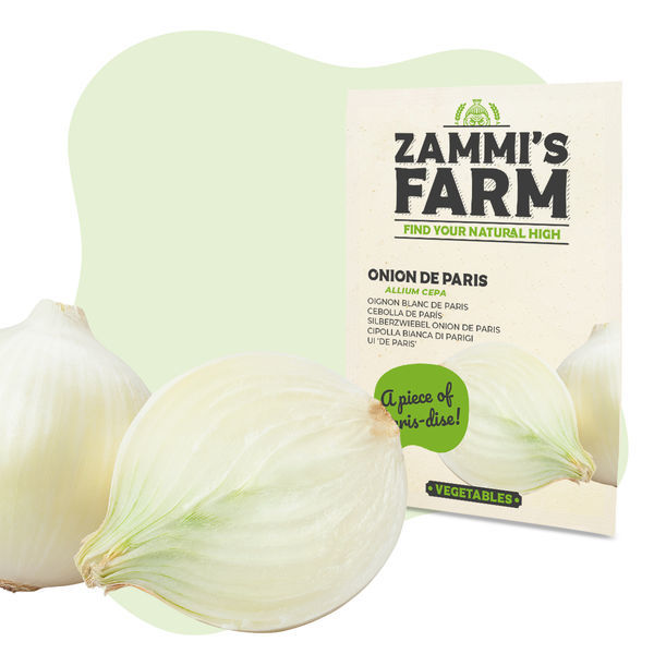 Cibule Paris (Allium cepa) semena