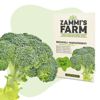 Brokolice Marathon F1 (Brassica oleracea) &ndash; semena