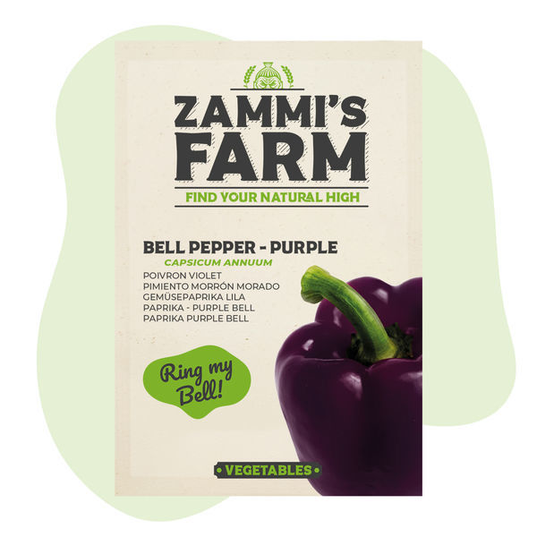 Semena papriky Purple Bell (Capsicum annuum)