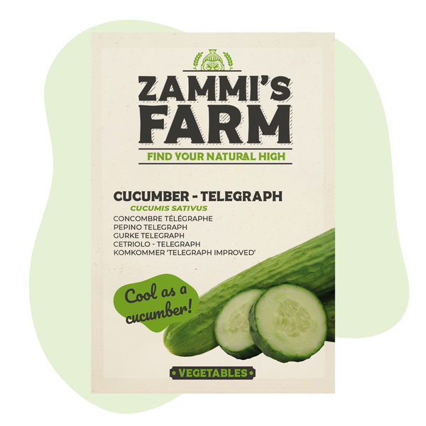 Okurka Telegraph (Cucumis sativus) – semena