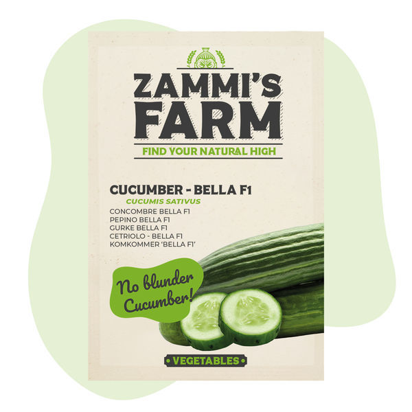 Okurka Bella F1 (Cucumis sativus) – semena