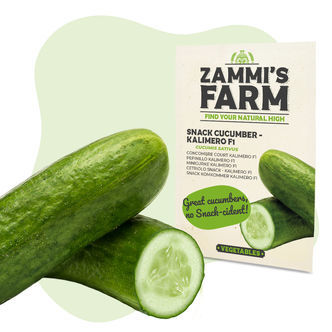 Kalimero F1, snackov&aacute; okurka (Cucumis sativus) &ndash; semena