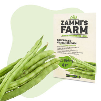 Semena fazolu pnouc&iacute;ho Neckark&ouml;nigin (Phaseolus vulgaris)