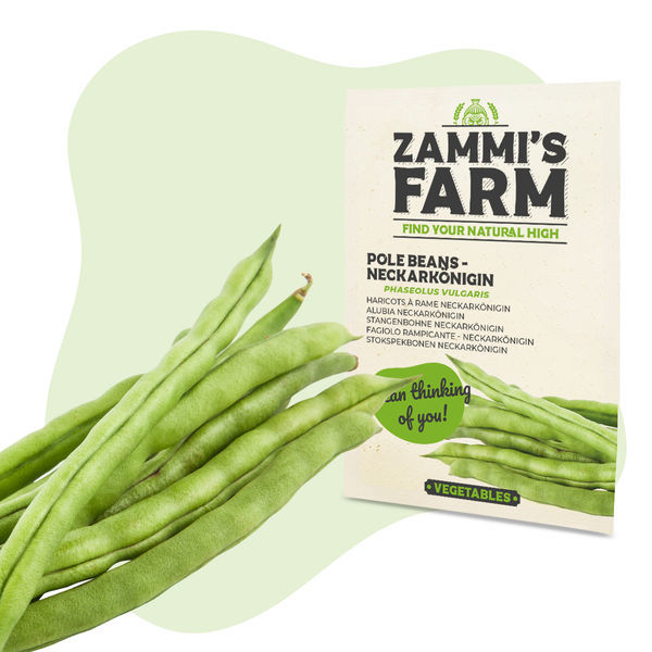 Semena fazolu pnoucího Neckarkönigin (Phaseolus vulgaris)