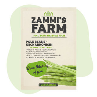 Semena fazolu pnoucího Neckarkönigin (Phaseolus vulgaris)