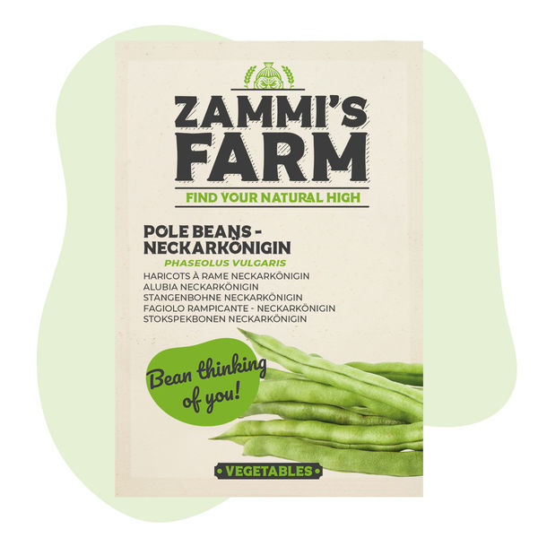 Semena fazolu pnoucího Neckarkönigin (Phaseolus vulgaris)