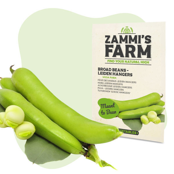 Bob zahradní Leidse Hangers (Vicia faba) – semena