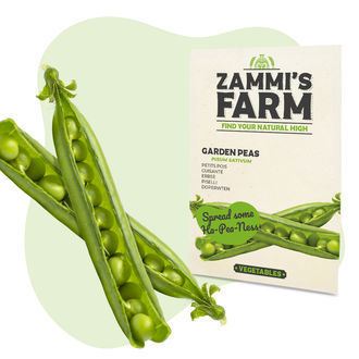 Zahradn&iacute; hr&aacute;ch (Pisum sativum) &ndash; semena