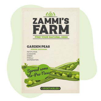 Zahradní hrách (Pisum sativum) – semena