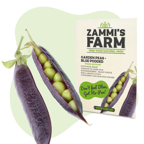 Semena hrášku Blue Podded (Pisum sativum)