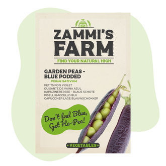 Semena hrášku Blue Podded (Pisum sativum)