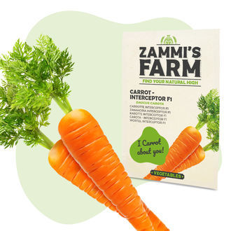 Mrkev &ndash; Interceptor F1 (Daucus carota) semena