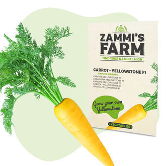 Semena mrkve Yellowstone F1 (Daucus carota)