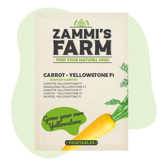 Semena mrkve Yellowstone F1 (Daucus carota)
