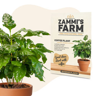 Semena k&aacute;vovn&iacute;ku (Coffea arabica nana)