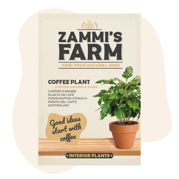 Semena kávovníku (Coffea arabica nana)