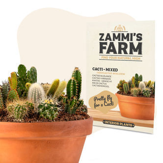 Směs kaktusů (Ferocactus wislizeni) &ndash; semena