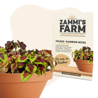 Koleus &ndash; Rainbow Mixed (Coleus blumei) semena