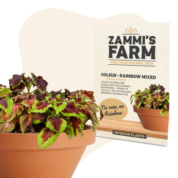 Koleus – Rainbow Mixed (Coleus blumei) semena