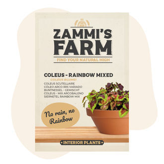 Koleus – Rainbow Mixed (Coleus blumei) semena