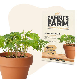 Semena citlivky (Mimosa pudica)