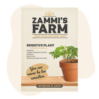 Semena citlivky (Mimosa pudica)