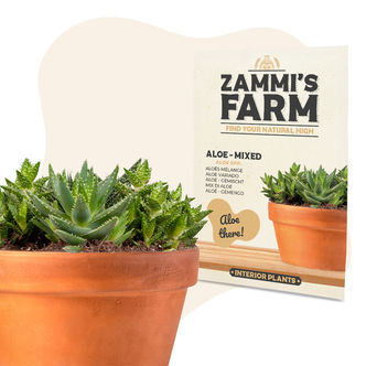 Aloe &ndash; směs (Aloe spp.) semena