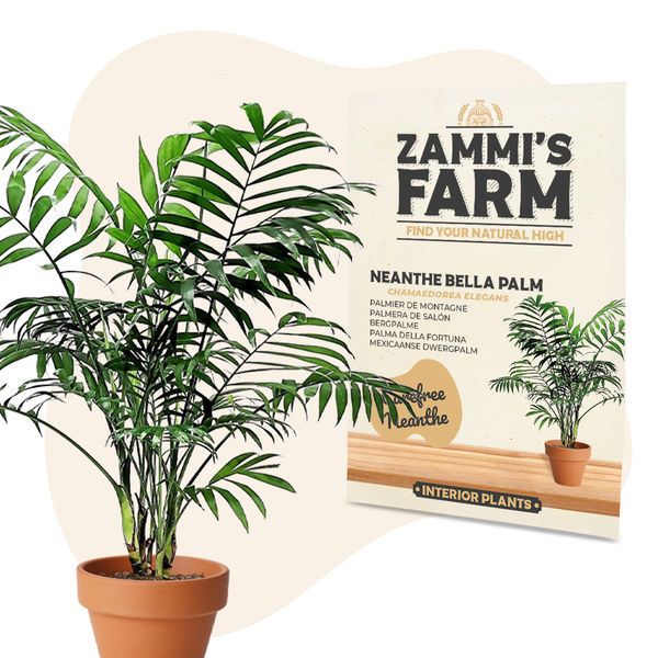 Semena palmy Neanthe Bella (Chamaedorea elegans)