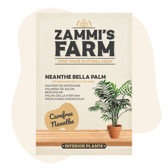 Semena palmy Neanthe Bella (Chamaedorea elegans)