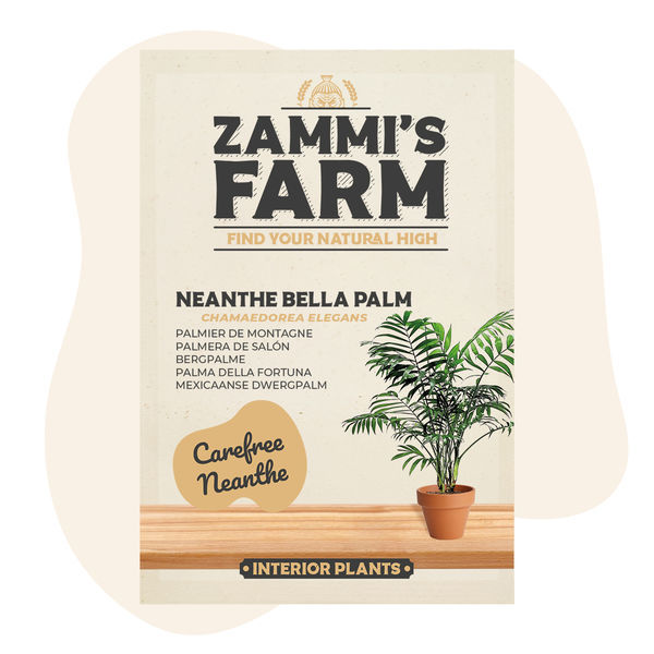 Semena palmy Neanthe Bella (Chamaedorea elegans)