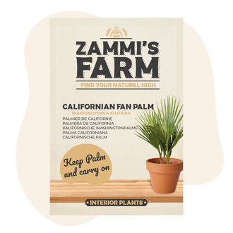 Kalifornská pouštní vějířová palma (Washingtonia filifera) – semena