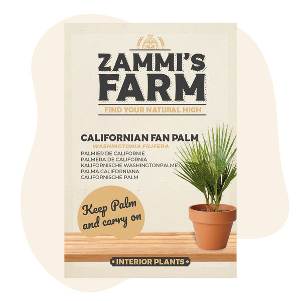 Kalifornská pouštní vějířová palma (Washingtonia filifera) – semena