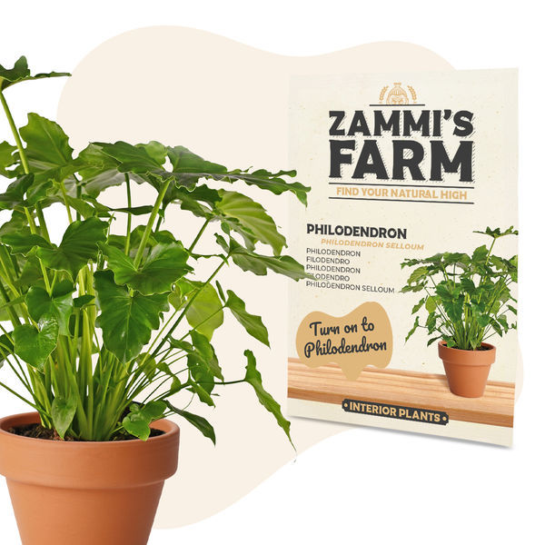 Semena filodendronu (Philodendron selloum)