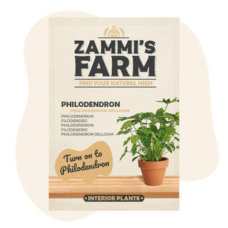 Semena filodendronu (Philodendron selloum)