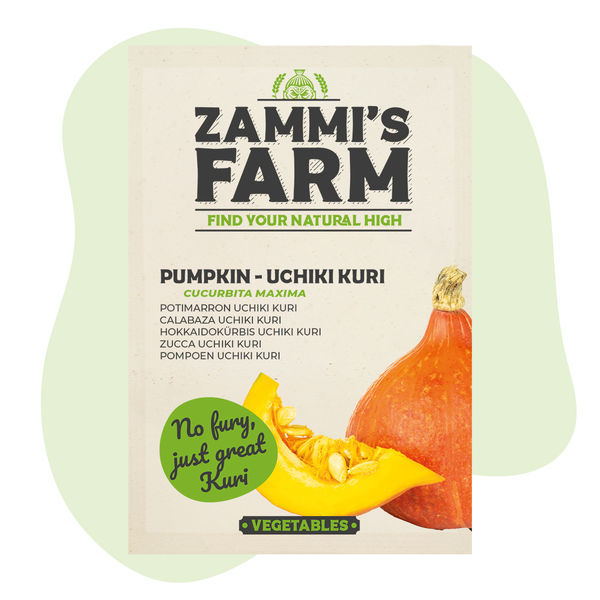 Dýně Uchiki Kuri (Cucurbita maxima) – semena