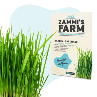 Ječmen &ndash; tr&aacute;va pro kočky (Hordeum vulgare), semena